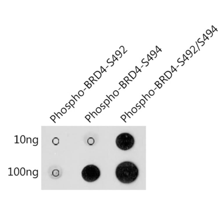 Dot Blot - Anti-Brd4 (phospho Ser492 + Ser494) Antibody (A305650) - Antibodies.com