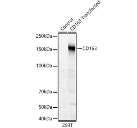 Western Blot - Anti-CD163 Antibody (A305657) - Antibodies.com