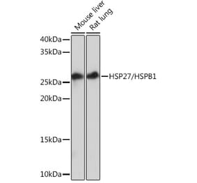 Western Blot - Anti-Hsp27 Antibody (A305664) - Antibodies.com