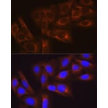 Immunofluorescence - Anti-Hsp27 Antibody [ARC0531] (A305664) - Antibodies.com