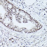 Immunohistochemistry - Anti-WDR46 Antibody (A305665) - Antibodies.com