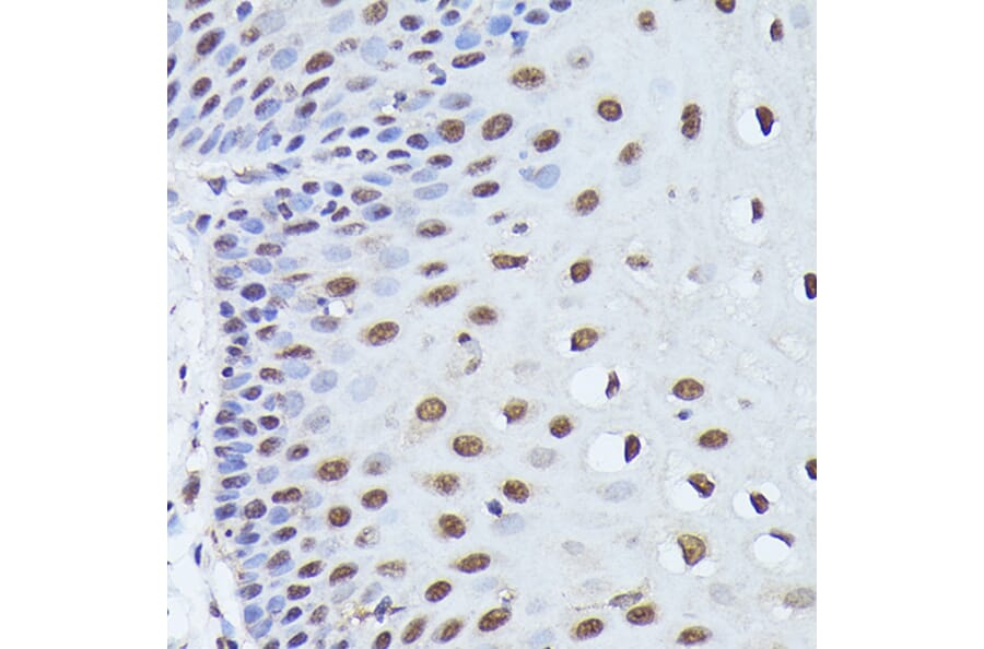 Immunohistochemistry - Anti-WDR46 Antibody (A305665) - Antibodies.com