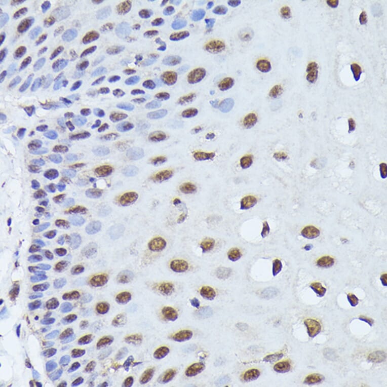 Immunohistochemistry - Anti-WDR46 Antibody (A305665) - Antibodies.com