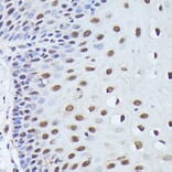 Immunohistochemistry - Anti-WDR46 Antibody (A305665) - Antibodies.com