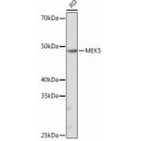 Western Blot - Anti-MEK5 Antibody [ARC0711] (A305668) - Antibodies.com