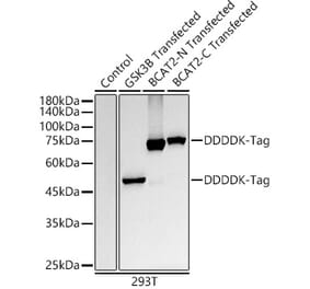 Western Blot - Anti-DDDDK Tag Antibody [ARC5111-01] (A305669) - Antibodies.com