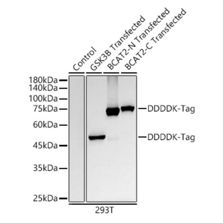 Western Blot - Anti-DDDDK Tag Antibody [ARC5111-01] (A305669) - Antibodies.com