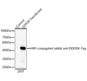 Western Blot - Anti-DDDDK Tag Antibody [ARC5111-01] (HRP) (A305670) - Antibodies.com