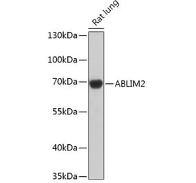 Western Blot - Anti-ABLIM2 Antibody (A305671) - Antibodies.com