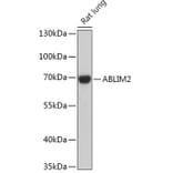 Western Blot - Anti-ABLIM2 Antibody (A305671) - Antibodies.com