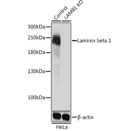 Western Blot - Anti-Laminin beta 1 Antibody (A305675) - Antibodies.com