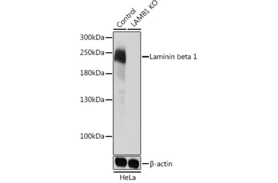 Western Blot - Anti-Laminin beta 1 Antibody (A305675) - Antibodies.com