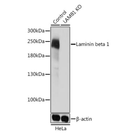 Western Blot - Anti-Laminin beta 1 Antibody (A305675) - Antibodies.com