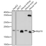 Western Blot - Anti-Mrpl18 Antibody (A305677) - Antibodies.com