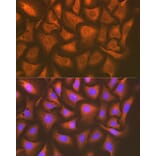 Immunofluorescence - Anti-UAP1 Antibody [ARC1769] (A305680) - Antibodies.com