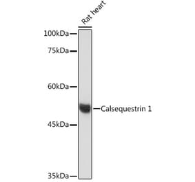 Western Blot - Anti-Calsequestrin 1 Antibody [ARC2209] (A305681) - Antibodies.com