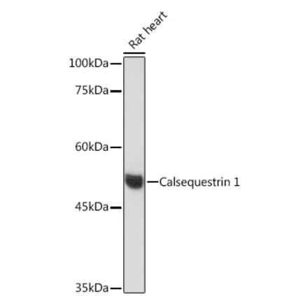 Western Blot - Anti-Calsequestrin 1 Antibody [ARC2209] (A305681) - Antibodies.com