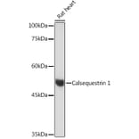 Western Blot - Anti-Calsequestrin 1 Antibody [ARC2209] (A305681) - Antibodies.com