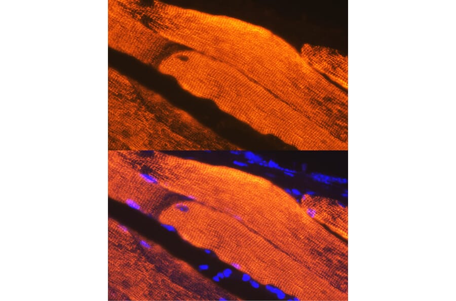 Immunofluorescence - Anti-Calsequestrin 1 Antibody [ARC2209] (A305681) - Antibodies.com