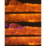 Immunofluorescence - Anti-Calsequestrin 1 Antibody [ARC2209] (A305681) - Antibodies.com