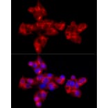 Immunofluorescence - Anti-alpha 1 Antitrypsin Antibody [ARC54184] (A305682) - Antibodies.com