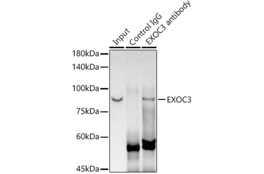 Western Blot - Anti-rSec6 Antibody [ARC2900] (A305686) - Antibodies.com