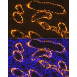 Immunofluorescence - Anti-PDZK1 Antibody [ARC1334] (A305687) - Antibodies.com
