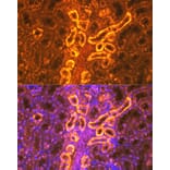 Immunofluorescence - Anti-PDZK1 Antibody [ARC1334] (A305687) - Antibodies.com