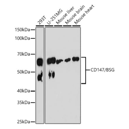Western Blot - Anti-CD147 Antibody [ARC0964] (A305688) - Antibodies.com