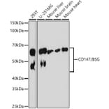 Western Blot - Anti-CD147 Antibody [ARC0964] (A305688) - Antibodies.com