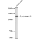 Western Blot - Anti-Chromogranin B Antibody [ARC2023] (A305690) - Antibodies.com