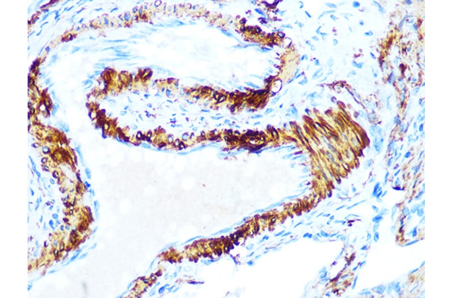 Immunohistochemistry - Anti-AMPK beta 1 Antibody [ARC1061] (A305692) - Antibodies.com