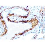 Immunohistochemistry - Anti-AMPK beta 1 Antibody [ARC1061] (A305692) - Antibodies.com