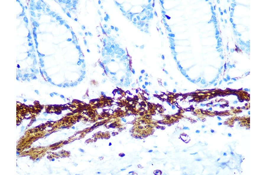 Immunohistochemistry - Anti-AMPK beta 1 Antibody [ARC1061] (A305692) - Antibodies.com