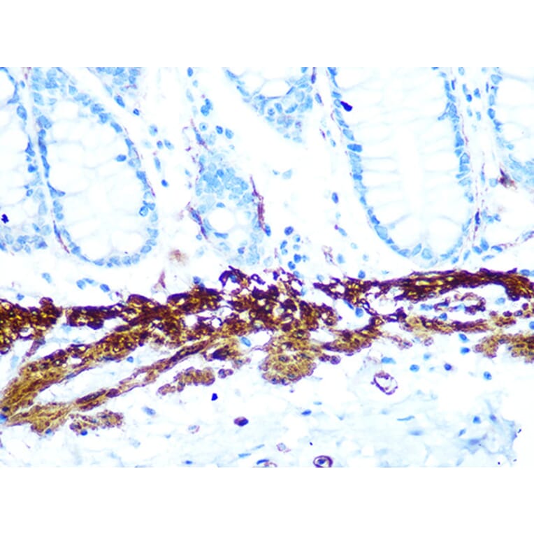 Immunohistochemistry - Anti-AMPK beta 1 Antibody [ARC1061] (A305692) - Antibodies.com