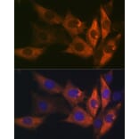 Immunofluorescence - Anti-AMPK beta 1 Antibody [ARC1061] (A305692) - Antibodies.com