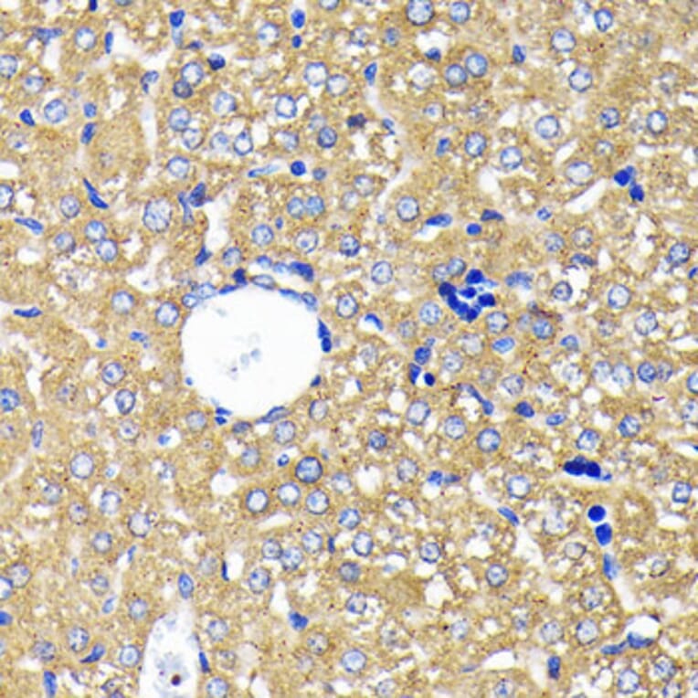 Immunohistochemistry - Anti-Leptin Receptor Antibody [ARC0454] (A305700) - Antibodies.com