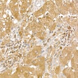 Immunohistochemistry - Anti-CK1 epsilon Antibody (A305708) - Antibodies.com