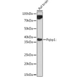Western Blot - Anti-Pqbp1 Antibody (A305711) - Antibodies.com