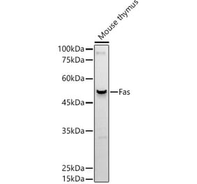 Western Blot - Anti-Fas Antibody [ARC51709] (A305712) - Antibodies.com