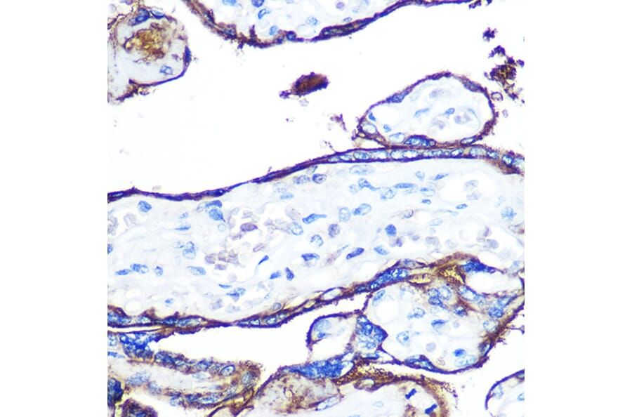 Immunohistochemistry - Anti-CD55 Antibody [ARC0568] (A305715) - Antibodies.com