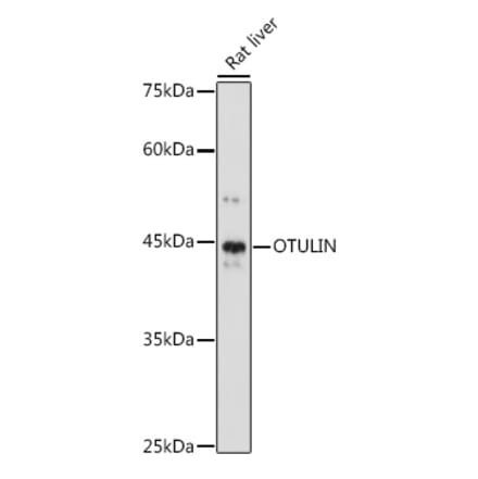 Western Blot - Anti-OTULIN Antibody (A305722) - Antibodies.com