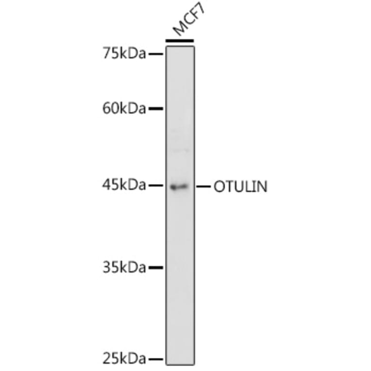 Western Blot - Anti-OTULIN Antibody (A305722) - Antibodies.com