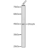 Western Blot - Anti-OTULIN Antibody (A305722) - Antibodies.com