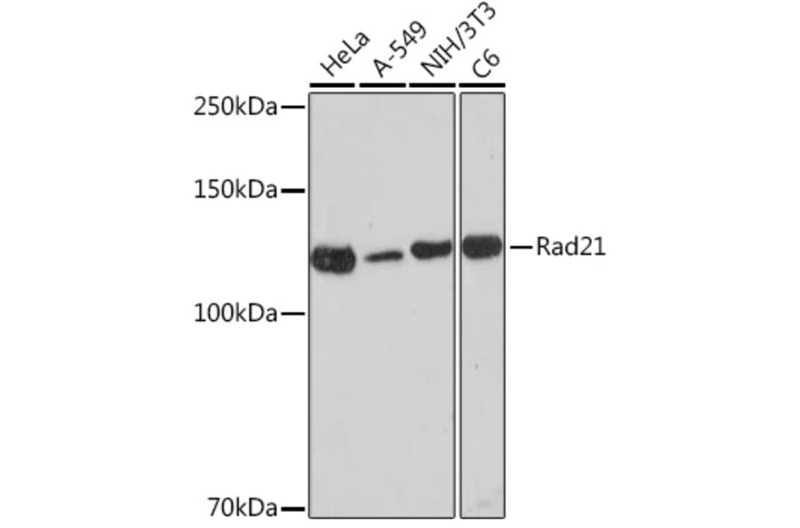 Western Blot - Anti-Rad21 Antibody [ARC2276] (A305731) - Antibodies.com