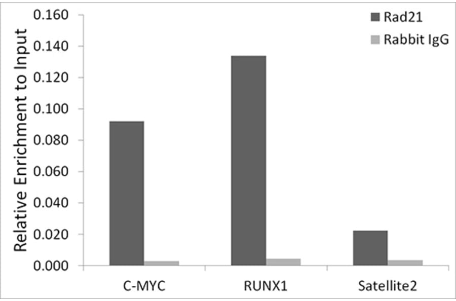 Chromatin Immunoprecipitation - Anti-Rad21 Antibody [ARC2276] (A305731) - Antibodies.com