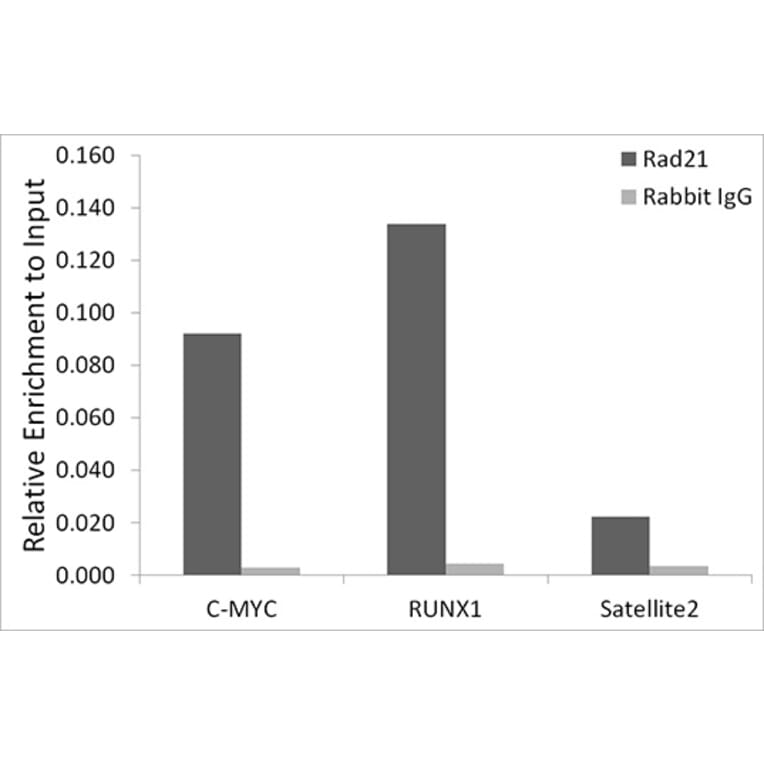 Chromatin Immunoprecipitation - Anti-Rad21 Antibody [ARC2276] (A305731) - Antibodies.com
