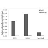 Chromatin Immunoprecipitation - Anti-Rad21 Antibody [ARC2276] (A305731) - Antibodies.com