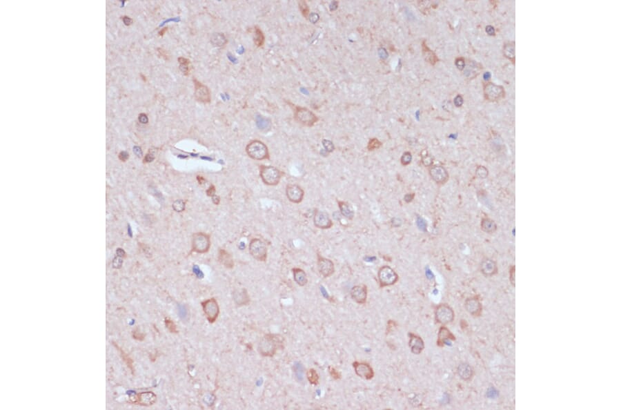 Immunohistochemistry - Anti-CART Antibody (A305732) - Antibodies.com