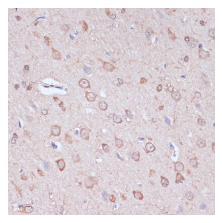 Immunohistochemistry - Anti-CART Antibody (A305732) - Antibodies.com